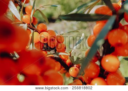 Branch Of Ripe Sea-buckthorn Berries. Ripe Orange Sea Buckthorn Berries On A Branch With Green Leave