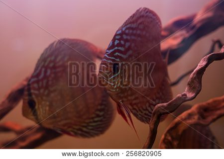 Discus Fish Under The Water In Wildlife.