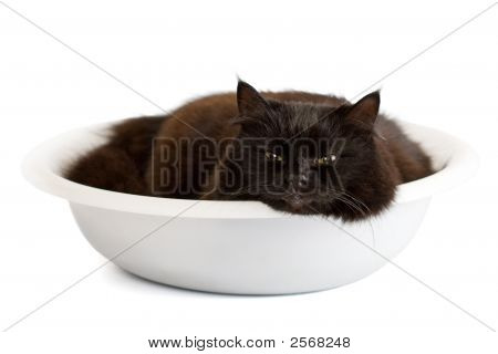 分離した流域で黒い猫