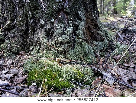 Green Forest Moss Grown At The Roots Of An Old Tree In The Forest