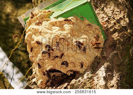Hornets Nest In The Summer At A Bird House
