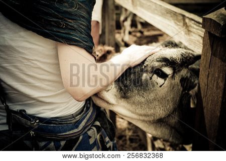 Krishna Believer Girl Interacting With A Cattle Cow At The Religious Village At The Rural Part Of Hu