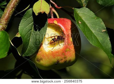Hornet In A Apple Tree Eats Red Apple