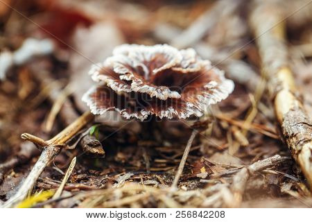 Macro Of Beautiful Small Red Yellow Turkey Tail Mushroom In Autumn Forest Grass Moss. View From Top 