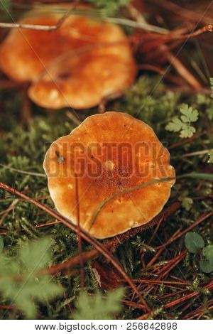 Macro Of Beautiful Small Red Yellowhedgehog  Mushroom In Autumn Forest Grass Moss. View From Top Abo