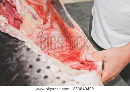 Cleaning The Fish And Cutting It. Hands Of A Fishmonger Slicing Pintado Fish. Pintado Fish Cutted In