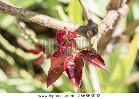 Young Leaves Red On Rosetree Natural Green.