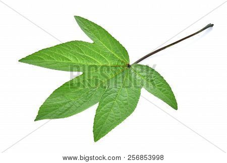 This Is Roselle Leaves On White Background