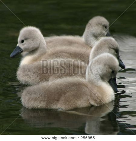 4 Svaneungerne