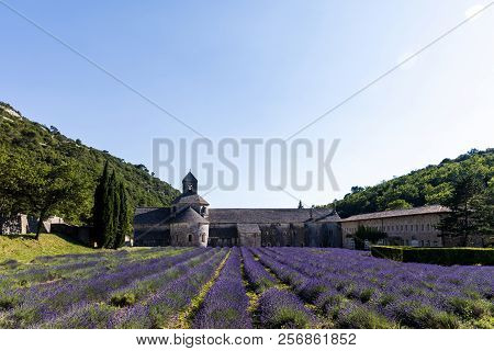 Beautiful Historic Abbey Of Senanque And Lavender Flowers, Gordes, Luberon, Provence