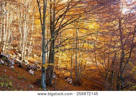 Trees In Autumn Season Background