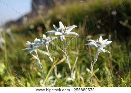 Some Edelweis Flowers On A Field In The Mountains
