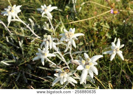 Some Beautiful Edelweis Flowers On A Field