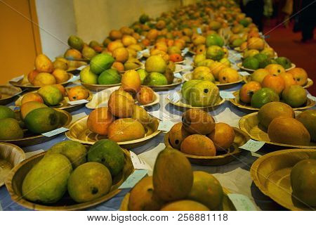 Local Varieties Of Mangoes At Display At Mango Festival, Panjim, Goa