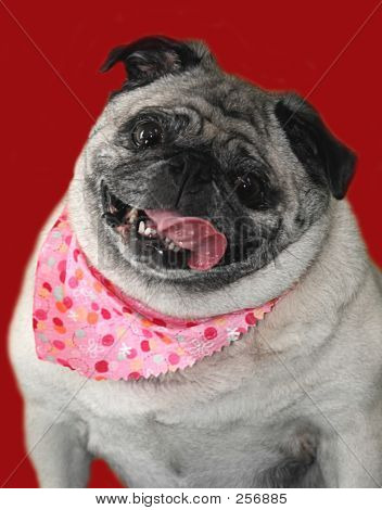 Pug 002