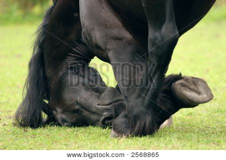 Friesian 클로즈업