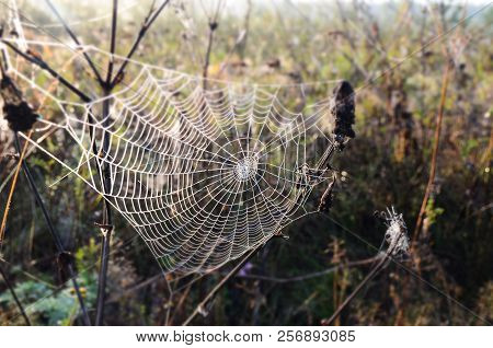 A Large Cobweb On The Grass, Early Autumn Morning, Great Work, Beautiful, The Creation Of A Spider