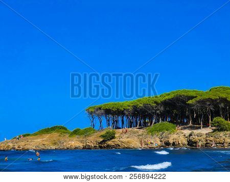 Pines At The Beach Of Porto Ainu, Near Budoni, Gallura, East Sardinia, Sardinia, Italy, Europe