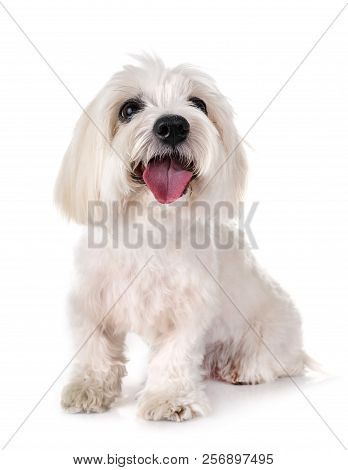 Coton De Tulear In Front Of White Background
