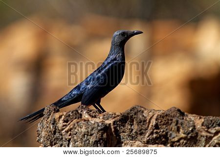 Estornino de alas rojas Onychognathus Morio
