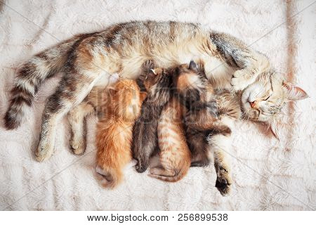 Grey Mother Cat Nursing Her Babies Kittens, Close Up
