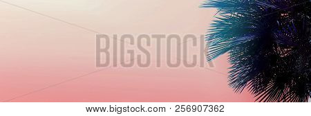 Banner With Copy Space In Light Pink Color And Palm Tree.