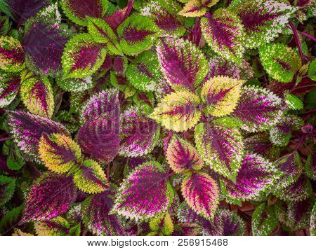 Plectranthus Scutellarioides Commonly Known As Coleus.(used For Background Image , Or Design Work)