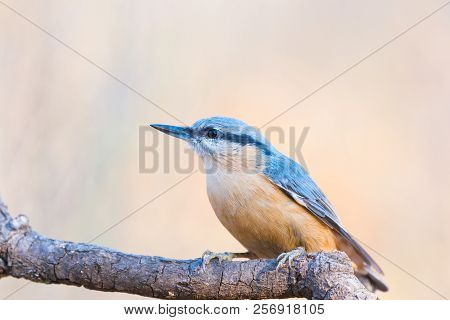 Sitta Europaea Or Trepador Azul On A Trunk