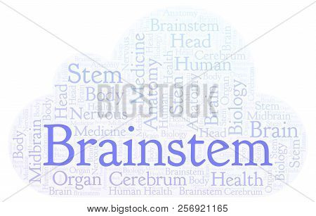 Brainstem Word Cloud. Wordcloud Made With Text Only.