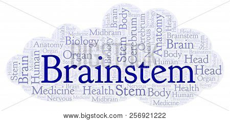 Brainstem Word Cloud. Wordcloud Made With Text Only.