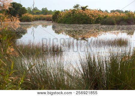 Morning In Swamp Area In Thung Salaeng Luang, Phetchabun