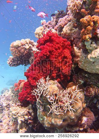View Of The Dichotomy Fire Coral And Fish In The Red Sea