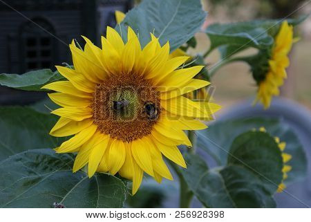 Two Bumblebees On A Bright Yellow Sunflower Blossom