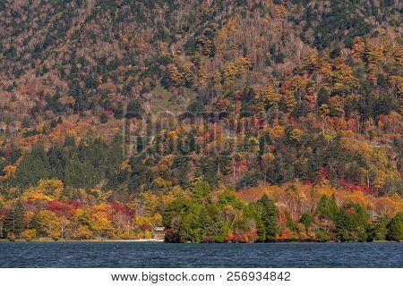 Autumn forest landscape and lake