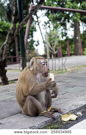 Monkey Eating Banana. Macaque, Macaca Fascicularis, Long-tailed Or Crab-eating Macaque At Monkey Hil