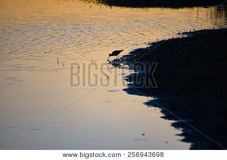 A Willet Sandpiper Feeding At The Edge Of The Guano River In Florida In The Last Light Of The Sunset
