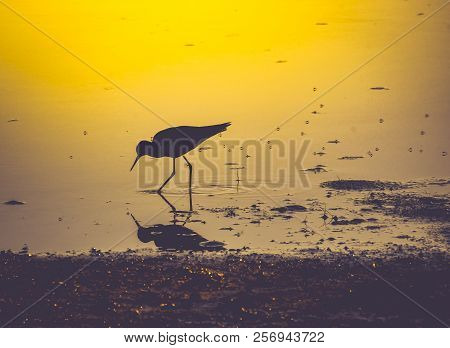 A Willet Sandpiper Feeding At The Edge Of The Guano River In Florida In The Golden Light Of The Suns