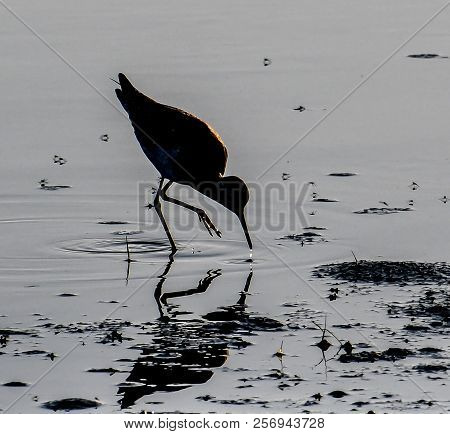 A Close Up Of A Willet Sandpiper Feeding At The Edge Of The Guano River In Florida In The Last Light