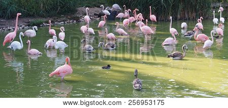 American Flamingo (scienntific Name: Phoenicopterus Ruber), Also Known As Caribbean Flamingo Or Grea