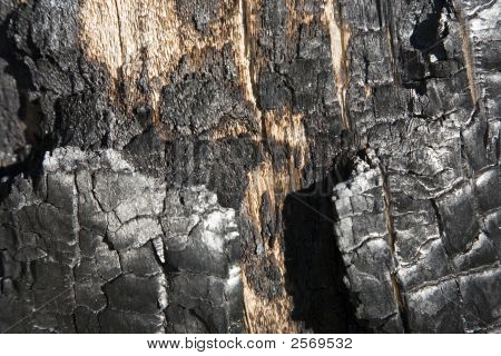 After Forest Fire