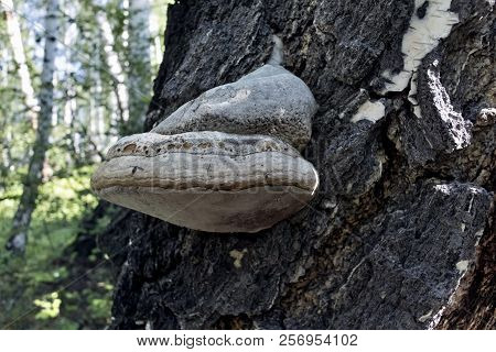 Tinder, Mushroom With The Latin Name Fomes Fomentarius, Growing On A Birch In The Woods