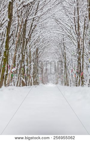 a railway in the winter forest tunnel of love