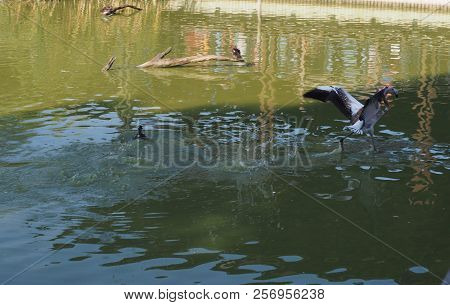 American Flamingo (scienntific Name: Phoenicopterus Ruber), Also Known As Caribbean Flamingo Or Grea