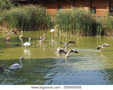 American Flamingo (scienntific Name: Phoenicopterus Ruber), Also Known As Caribbean Flamingo Or Grea