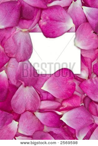 Petali di rosa con la carta