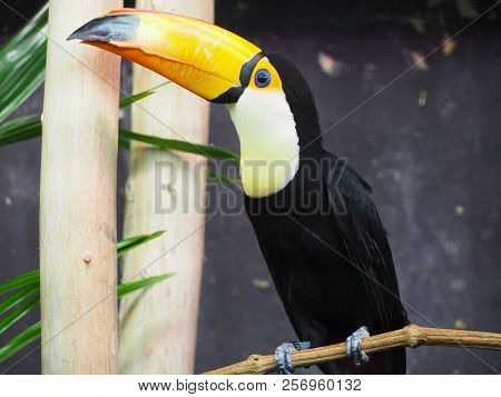 Photography Of A Toco Toucan (scientific Name: Ramphastos Toco) On A Tree Branch