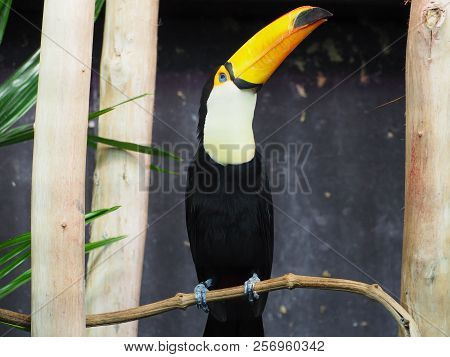 Photography Of A Toco Toucan (scientific Name: Ramphastos Toco) On A Tree Branch