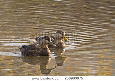 A Pair Of American Black Duck, Anas Rubripes