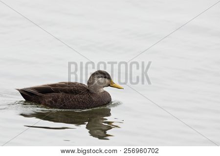 A Male American Black Duck, Anas Rubripes In Quiet Scene
