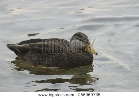 View Of An American Black Duck, Anas Rubripes